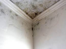 Professional Mold Removal & Remediation in Oconto, WI